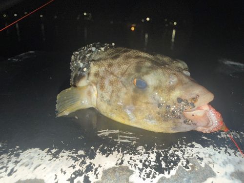 フグの釣果