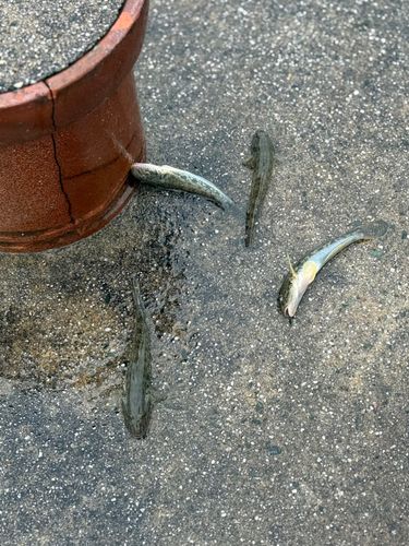 ハゼの釣果
