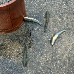 ハゼ