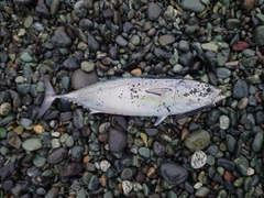 ソウダガツオの釣果