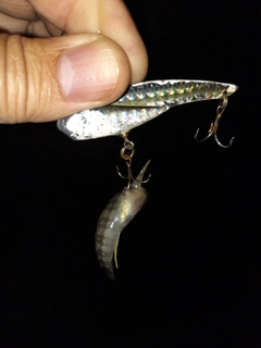 ハゼの釣果