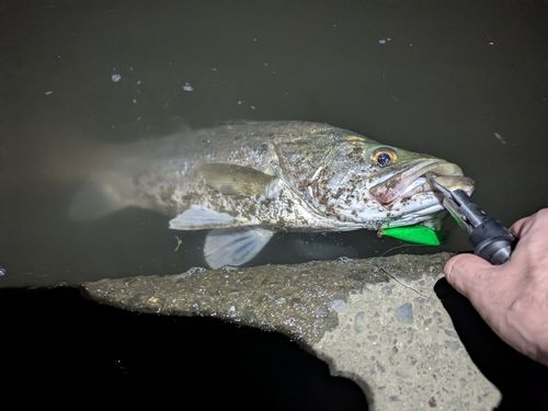 奥浜名湖