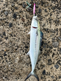 サゴシの釣果