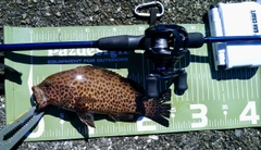 オオモンハタの釣果