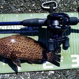 オオモンハタ