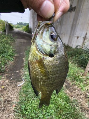 ブルーギルの釣果