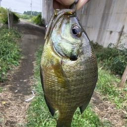 ブルーギル