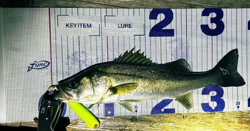 シーバスの釣果