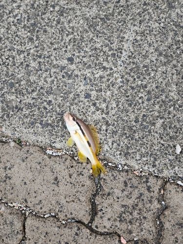 ヨコスジフエダイの釣果