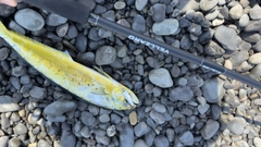 シイラの釣果