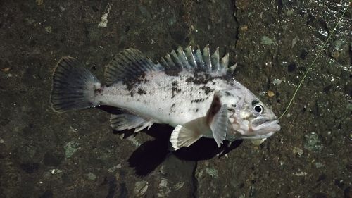 クロソイの釣果