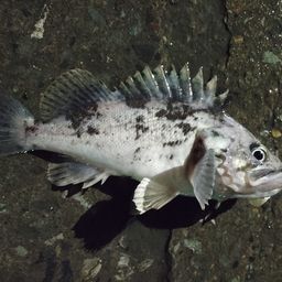 クロソイ