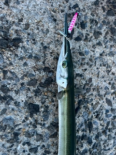 ダツの釣果