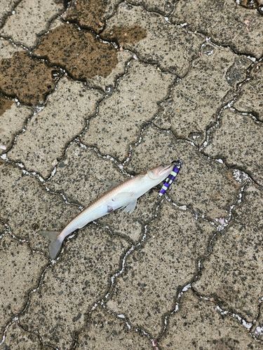 エソの釣果