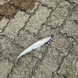 エソ