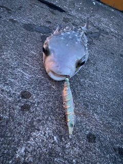 ハリセンボンの釣果