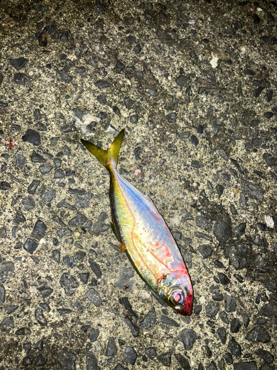 アジ