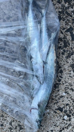 サゴシの釣果