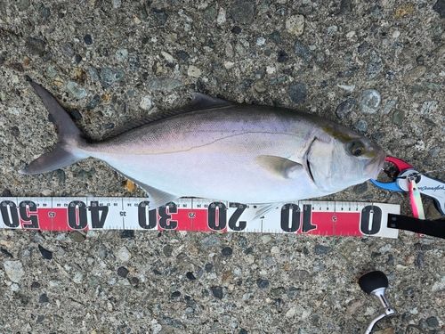 サゴシの釣果