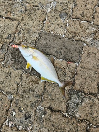 シオの釣果