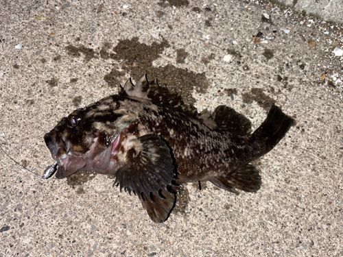 ハチガラの釣果