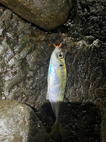 マアジの釣果