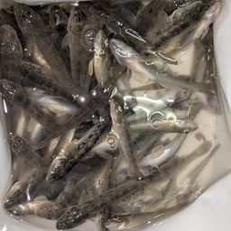 マハゼ