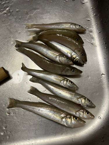 玄界灘