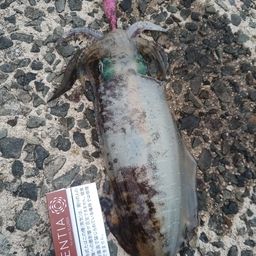 アオリイカ