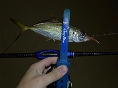 マアジの釣果