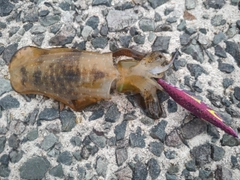 アオリイカの釣果