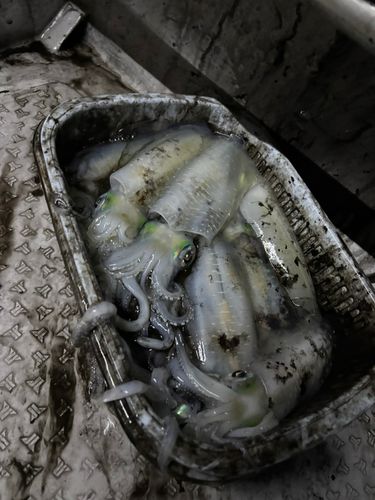 七尾北湾