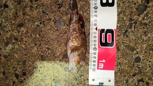 カサゴの釣果