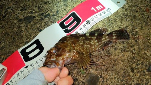 カサゴの釣果