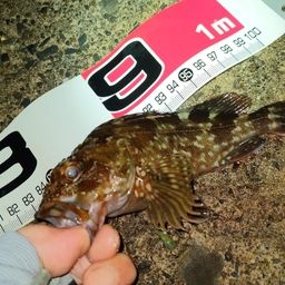 カサゴ