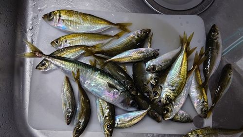 アジの釣果