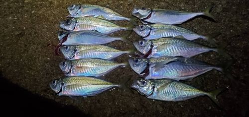 アジの釣果