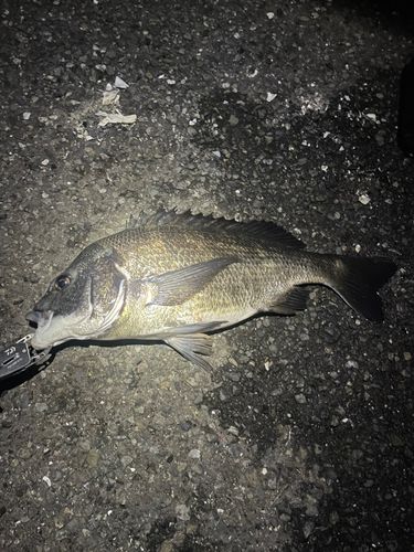 根岸湾