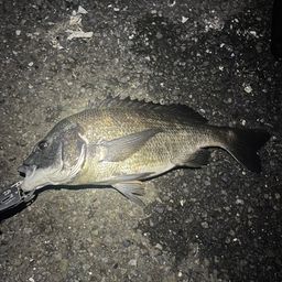 クロダイ