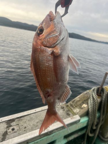 マダイの釣果