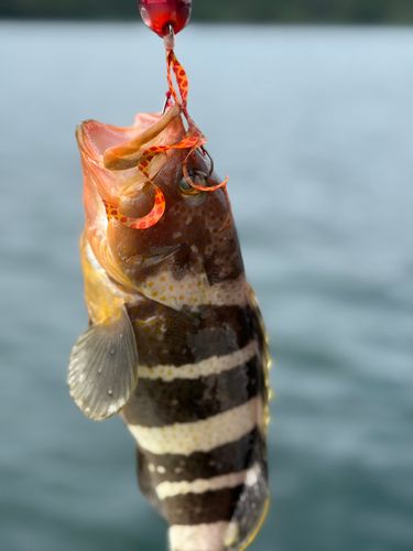 仮屋湾西遊魚センター