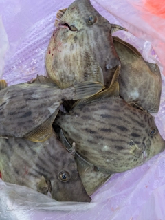 カワハギの釣果