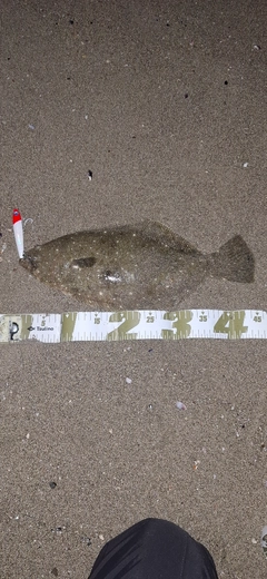 ヒラメの釣果