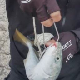 ワカシ