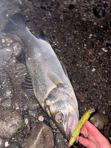 ヒラスズキの釣果