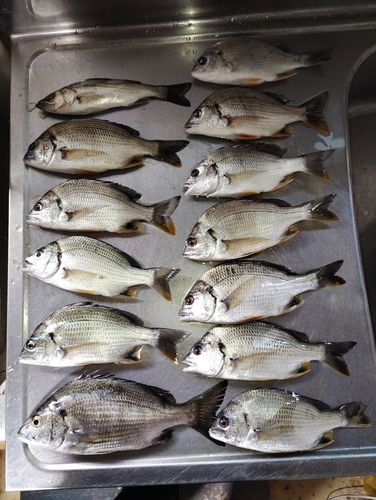 児島湾
