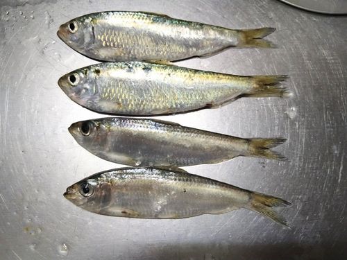 サッパの釣果