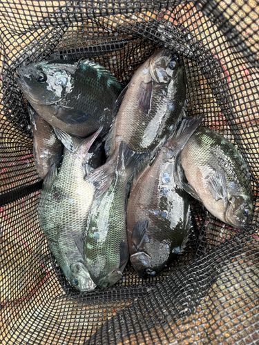 グレの釣果