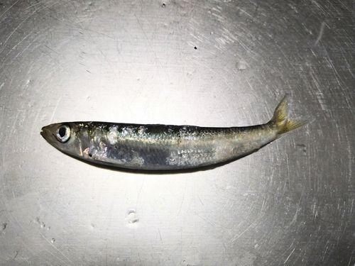 イワシの釣果