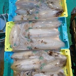 アオリイカ